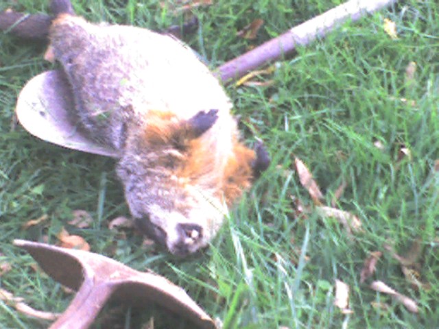 dead groundhog.jpg